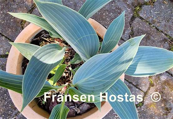 Hosta Purple Verticulated Elf